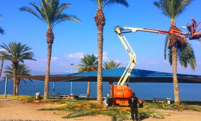 גיזום עצים השבוע בחוף לבנון