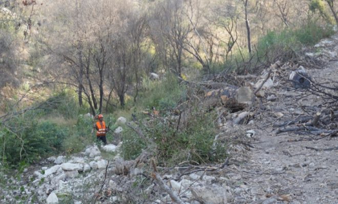 שיקום נחל אחוזה מנזקי השריפה