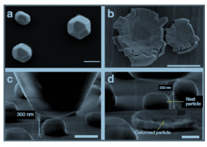 בצילום: מבחני דחיסה של חלקיקי ניקל, כפי שהם נראים במיקרוסקופ אלקטרונים סורק ברזולוציה גבוהה. a ו-c מציגים את החלקיקים לפני הדחיסה. b ו-d - אחרי הדחיסה.